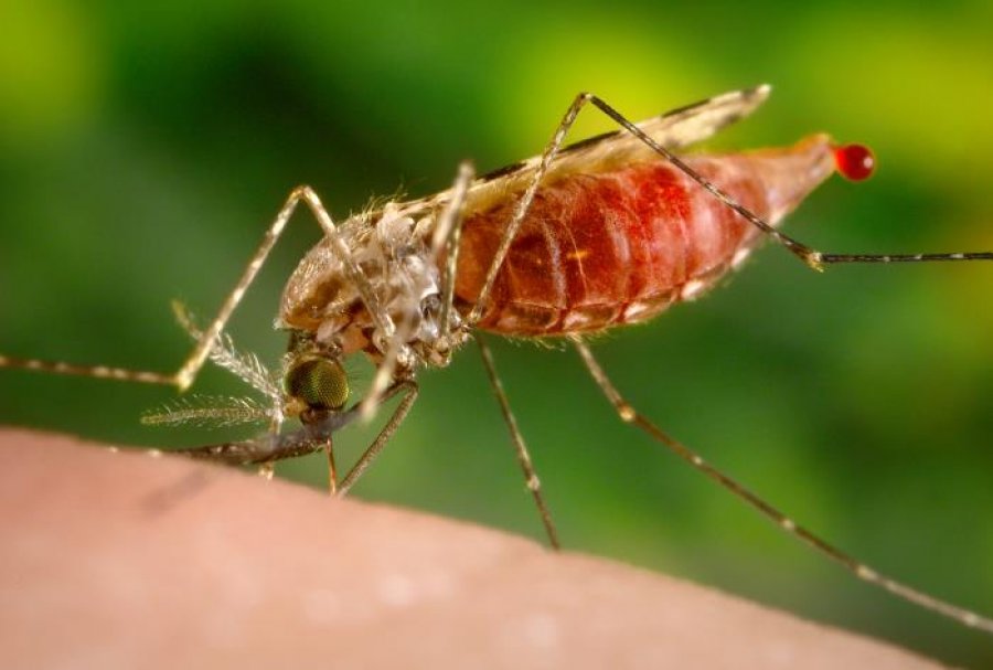 First concrete evidence for the presence of Wolbachia in malaria-transmitting mosquitoes