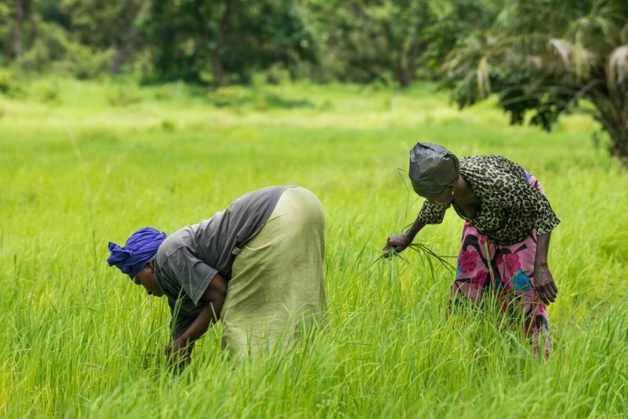 World Health Organization recognises LSHTM’s expertise on climate change and health