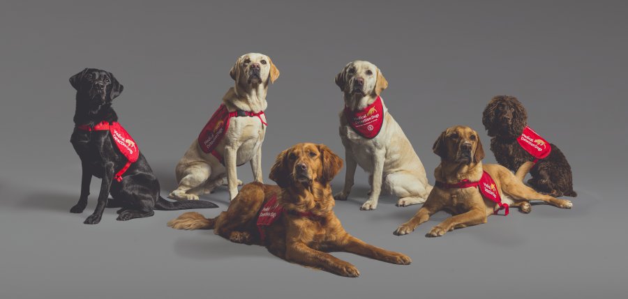 Bio Detection dogs identify COVID-19 with up to 94% accuracy