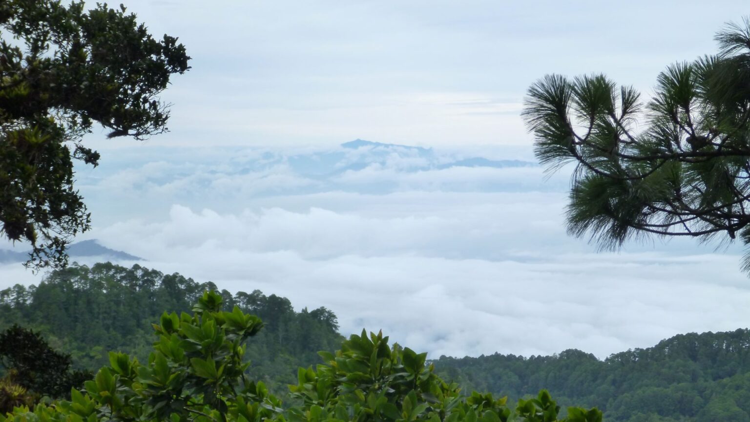 Edge Hill research project shows how climate change threatens plant species in Honduras and around the world